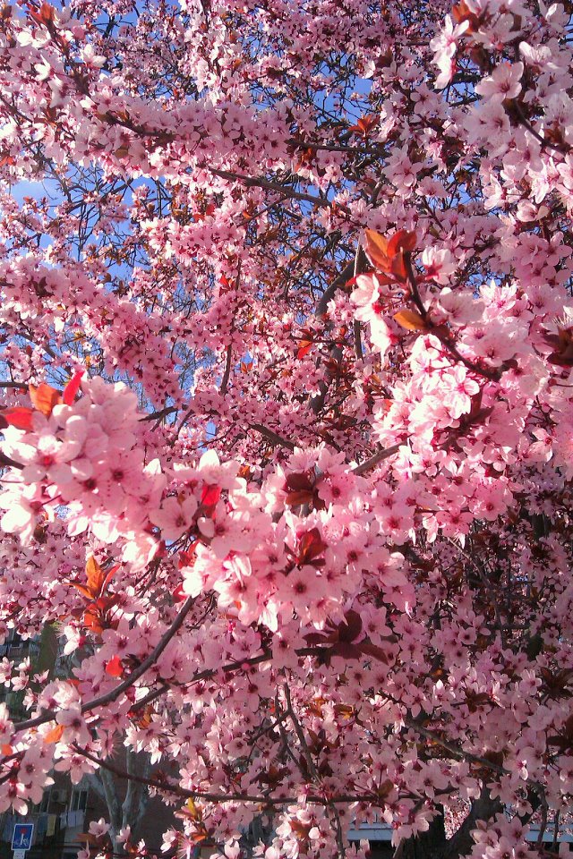 El color de los almendros.