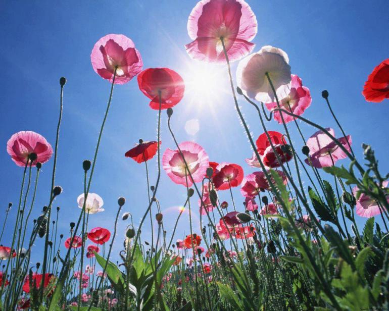 562265_10150821950162382_798312238_n